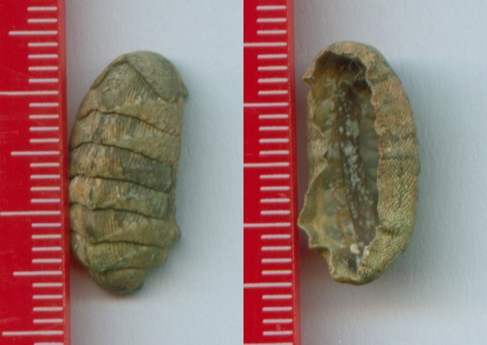 chiton canarias